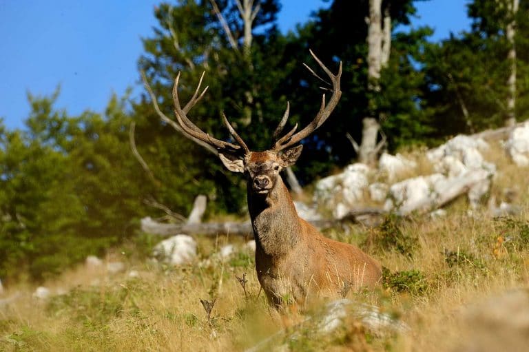 Fotografia Naturalistica a Pescasseroli