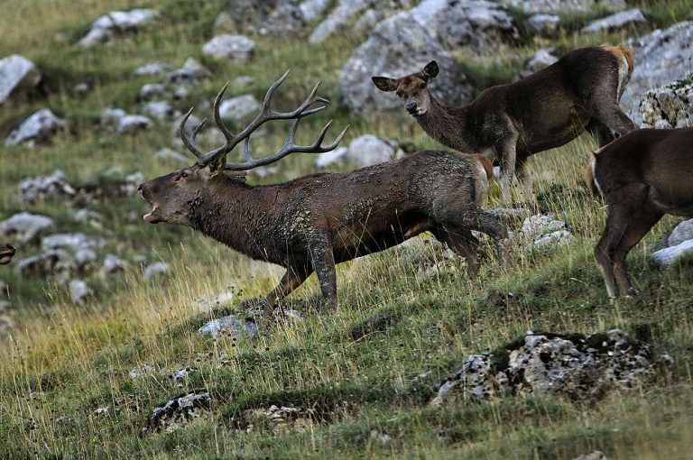 Cervo che Bramisce