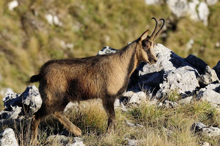 Fotografia Naturalistica a Pescasseroli