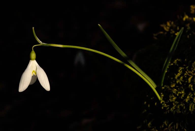 Fotografia Naturalistica a Pescasseroli