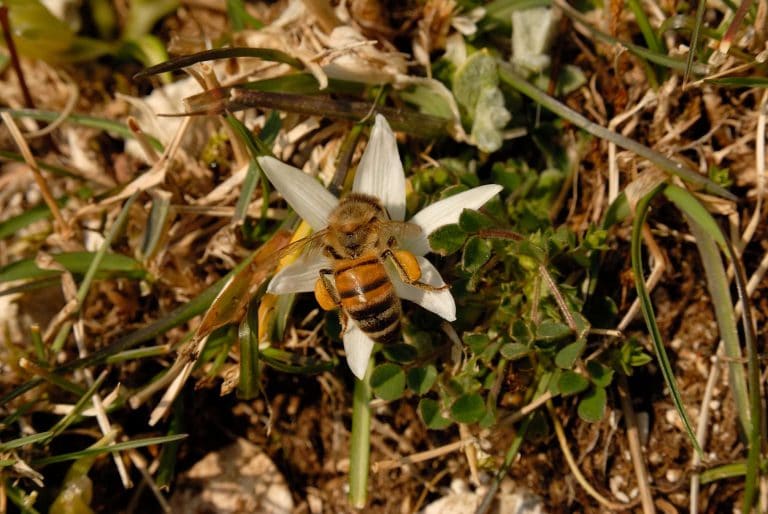 Fotografia Naturalistica a Pescasseroli