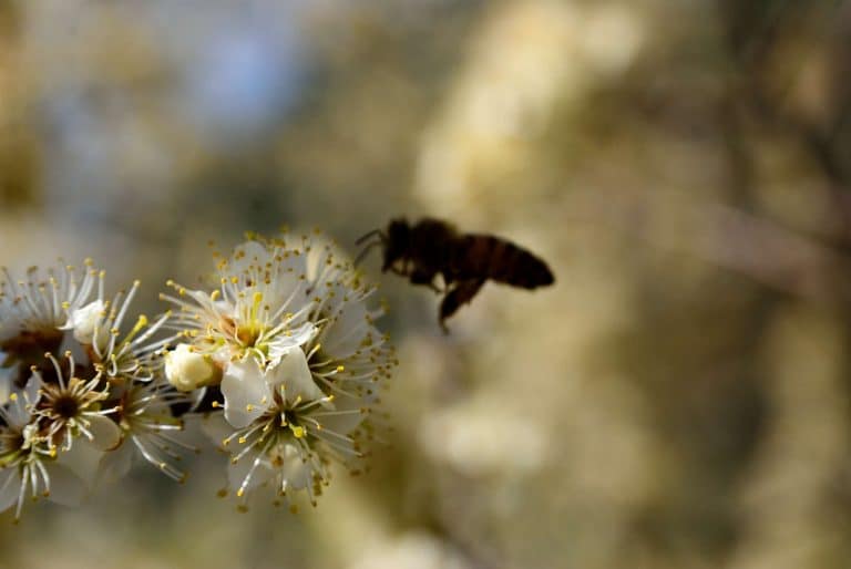 Ecosostenibilità a Pesasseroli nel Parco d'Abruzzo