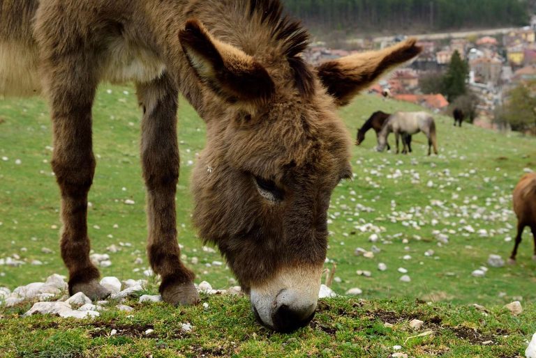 Ecosostenibilità a Pesasseroli nel Parco d'Abruzzo