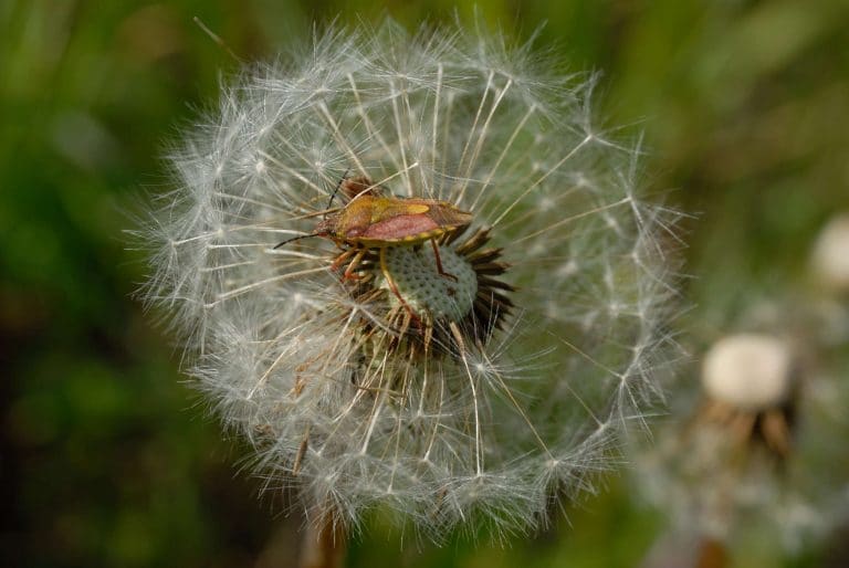 Fotografia naturalistica nel a Pescasseroli