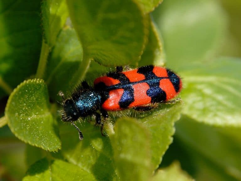 Fotografia naturalistica nel a Pescasseroli